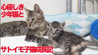 ばかまじめ次男坊猫、サトイモ子猫の面倒を見る