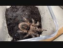 [スライディング]タランチュラ飼育日記その３２７[滑り込みセーフ］
