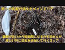 （わなを追加して行くぜ？ｗ）変態忍者の、有害鳥獣駆除従事活動記・その１７５