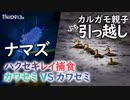 0913B【カルガモ親子 雛鳥筆毛】ナマズ。捕食ハクセキレイ食べられるコオロギ。カワセミ VS。ホウジャク水浴び。ムクドリ喧嘩。カラス。悲劇のケガ野鳥　＃身近な生き物語　＃カルガモ親子　＃カワセミ