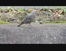 黒い芋虫を食べる鳥