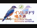 イソヒヨドリの鳴き声