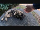 過去に虐待された野良猫が再び人間に心を許す【野良猫】【感動猫】