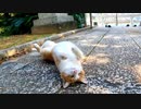 神社の階段を上っていたら猛スピードで追いかけてくる猫、そのまま追い越され目の前でゴロンと転がった
