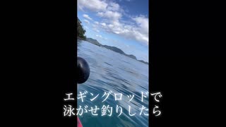 エギングロッドで泳がせ釣り