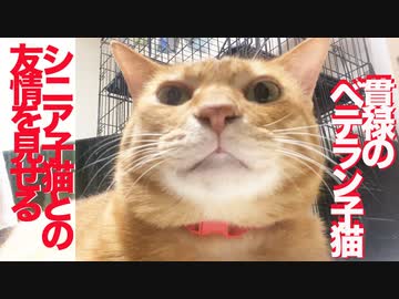 ベテラン子猫、シニア子猫を歓迎する