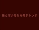 田んぼの周りを飛ぶトンボ