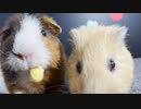 セロリを食べるモルモット