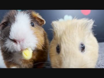 セロリを食べるモルモット