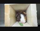 トンネル大好きモルモット