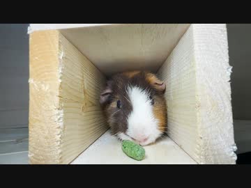 トンネル大好きモルモット