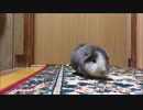 這い寄るもふもふモルモット