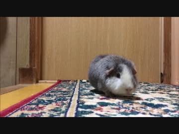 這い寄るもふもふモルモット