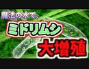 ミドリムシを不思議な『魔法の水』（ガンズ水）で育てたら、大繁殖してくれました！