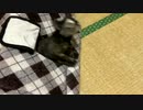 ねこのおうち