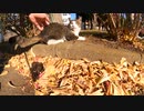 秘密の公園で暮らすキジトラ猫とその仲間たち【野良猫】【感動猫】