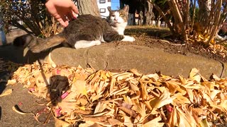 秘密の公園で暮らすキジトラ猫とその仲間たち【野良猫】【感動猫】