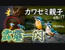 0914B【霹靂一閃 カワセミ突撃】巣立ち雛。カルガモ親子の母換羽。捕食シジュウカラ、食べられる青虫。ヒヨドリ幼鳥。田んぼ防鳥の音。怪我悲劇ハクセキレイ。　#身近な生き物語　#カルガモ親子　#カワセミ