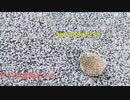 【むらまこ】なんかいて草。2021年10月3日