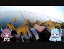 ヒラメ釣りたい！ルアーでフラットフィッシュ。