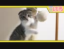 初めてのキャットタワーに思いのたけをクッソぶつける子猫【召喚獣はる】