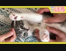 上から下からクッソモフモフな子猫【召喚獣はる】