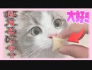 【カメラ】猫が虜になると噂のおやつをあげたら可愛すぎたにゃ【シャル】【やまと】【すとぷり】