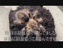 [ワクチンと]タランチュラ飼育日記その３２８[副反応］