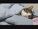 スヤァ( ˘ω˘ )からのスヤァ( ˘ω˘ )