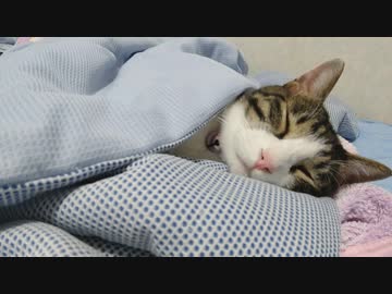 スヤァ( ˘ω˘ )からのスヤァ( ˘ω˘ )