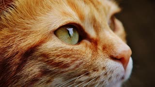 飼い猫をお葬式に出した【ゆっくり朗読】