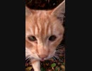 なぜか寄り目の茶トラ猫#Shorts【野良猫】【感動猫】