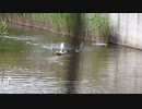カモの喧嘩　繁殖期で気が荒い