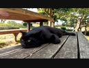 公園でハチワレ猫をナデナデしたら仲良しの黒猫ちゃんもやって来た