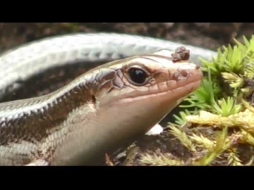 ニホントカゲを飽きても眺める　その12