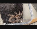 [今回のボカコレはスルー]タランチュラ飼育日記その３２９[でも楽しい］