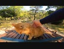 ある条件を満たすと猫に餌をあげられる秘密の公園【野良猫】【感動猫】