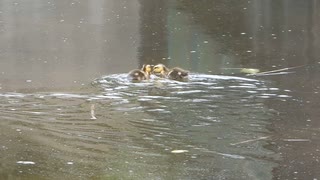 カモの赤ちゃん、母に置いていかれた　