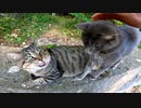 撫でられたくてお友達猫と喧嘩になる野良猫コンビ