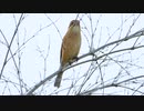モズの高鳴き