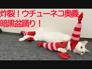 ウチューネコチャン、暗黒盆踊りを披露する