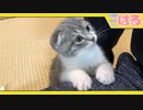 わざわざ太ももで毛繕いをする姿がクッソ凶悪なかわいさの子猫 生後2ヶ月【召喚獣はる】
