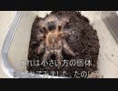 [ニコ生って]タランチュラ飼育日記その３３０[むずろいな］