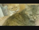 拾いねこ＠生後3387/3354日目　月音さんお出まし。