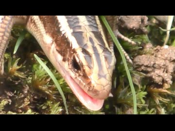 ニホントカゲを飽きても眺める　その13