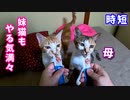 【ちゅーる同時舐め】赤ちゃん猫五匹を育てるためにスタミナをつける【生後12日目-6】