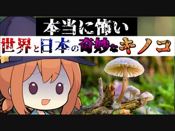 これは絶対ヤバいヤツ 猛毒 悪臭etcどぎつい見た目のキノコを一挙紹介 こんなん毒なくても吐くわw ニコニコニュース オリジナル