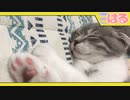 クッソかわいい寝顔とクッソピンクな肉球の子猫 生後2ヶ月【召喚獣はる】