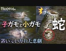 0916B【カルガモ親子の捨て子】渡来コガモ。ヘビ!? 鳥の捕食カワセミ、ムクドリ、ザリガニやバッタが食べられる。セキレイが翡翠を襲うモビング。強風の雀。　#身近な生き物語　#カルガモ親子　#コガモ