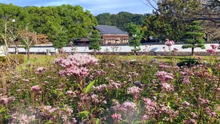 〜吉香公園　穏やかな午後〜　「秋の草花」 【ジュウガツサクラと藤袴の花】